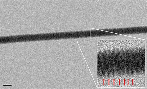 dna real image.